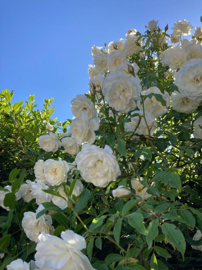 La Rosa Del Lago Браччано Екстер'єр фото