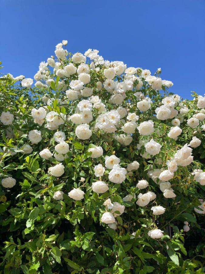 La Rosa Del Lago Браччано Екстер'єр фото